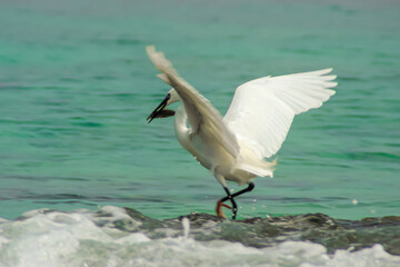 Heron Real