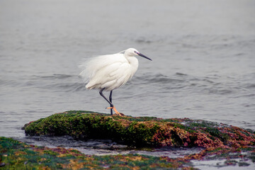 Heron Real
