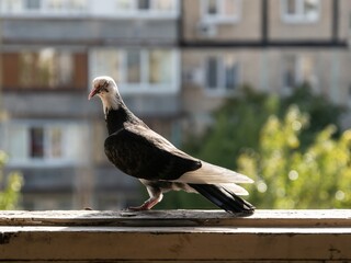 A pigeon in meditation for the sublime