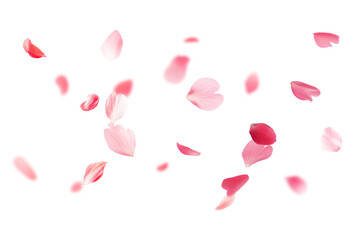 PNG Cherry blossom petals falling background flower white.
