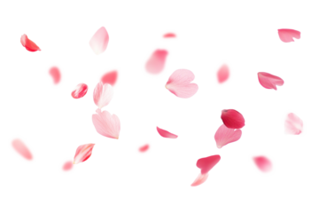PNG Cherry blossom petals falling background flower white.