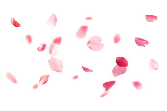 PNG Cherry blossom petals falling background flower white.