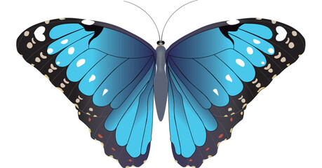 Borboleta Azul Morpho