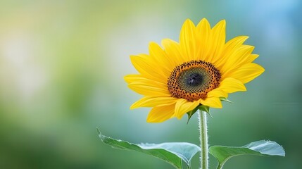 Fototapeta premium Bright sunflower bloom against a blurred green background.