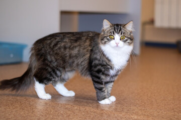 A shorthaired cat stands on cork floor, curiously looking at camera