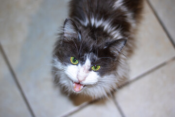 A black and white cat, with bright green eyes, looks up at the camera - Powered by Adobe