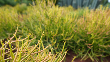 Euphorbia tirucalli desert plant leaves