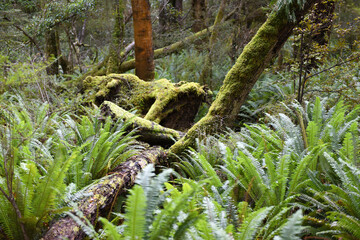 lush natural rain forest along the Kepler Track in Te Anau, South Island, New Zealand