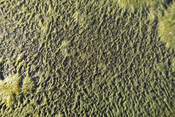 Green background of moldy water. Beautiful patterns of mold on the water. Texture of algae on the...