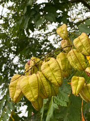  Исходные названия: Fraxinus coggygria, commonly known as the Chinese knot tree, or Chinese knot tree