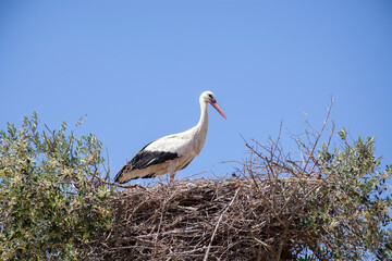 cigüeña blanca con lo alto de un árbol posada en su nido hecho de ramas
