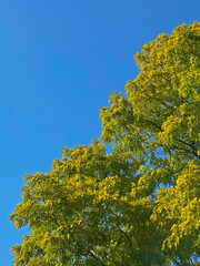 Trees with green leaves against the blue sky in the autumn