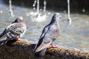 City birds leisurely drink water from fountain with beaks and wings spread