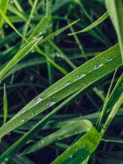  Green grass with dew drops close-up. Nature background