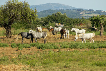 Fototapeta premium Horse