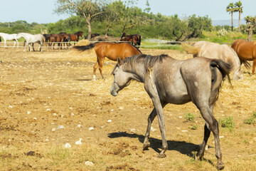Horse