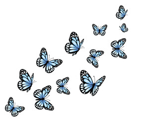 set of butterflies isolated on white	