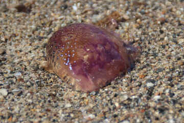 Jellyfish