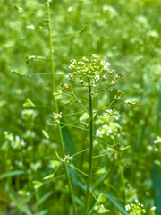 Close-up of the flowers of buckwheat in the field