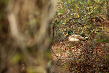 Duck