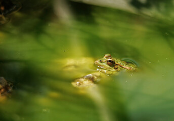 Frog