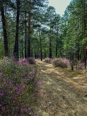 Beautiful spring landscape of pine forest with pink flowers in the foreground