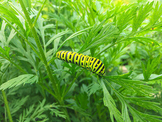 Caterpillar of Papilio machaon (Papilio machaon).