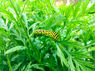  Caterpillar of the Papilio machaon on a green leaf
