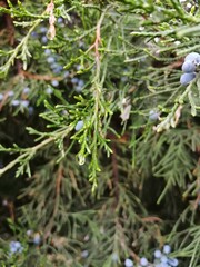 A single raindrop glistens on an evergreen branch.