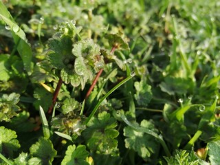 Close-up of dewdrops on blades of grass and leaves.