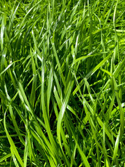 Green grass background. Close-up of fresh spring green grass
