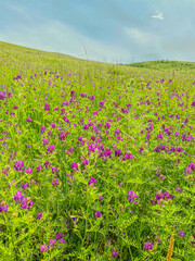 Purple flowers on a green meadow under blue sky with clouds