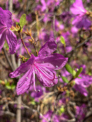  Purple rhododendron flowers in the spring garden.