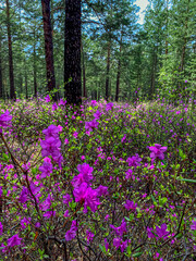 Fototapeta premium Purple rhododendron flowers in the spring forest