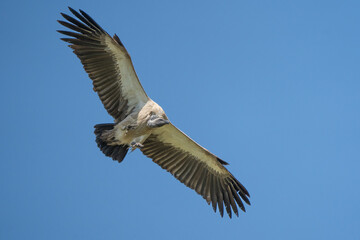 White-backed vulture