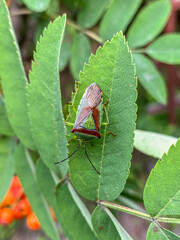 A closeup shot of a bug on a green leaf with blurred background