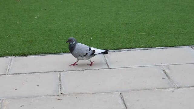 Paloma mensajera camina junto a cesped artificial de parque infantil en Alcoy, Espa&ntilde;a