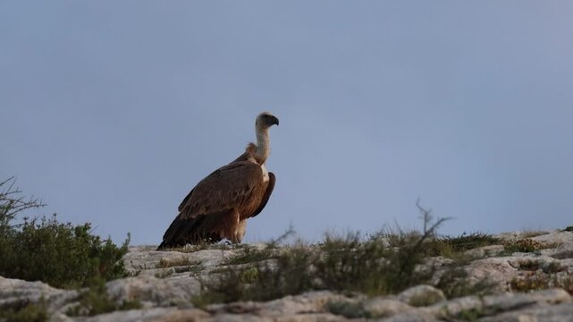 Buitre leonado Gyps fulvus a la luz dorada de la ma&ntilde;ana encaramado en el borde del barranco de Cint mirando en todas direcciones, Alcoy, Espa&ntilde;a