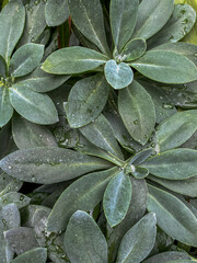 Euphorbia sempervirens variegata leaves with water drops