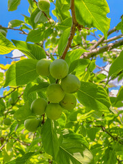 Green plums on a tree branch with leaves in the garden