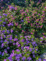 Flowering meadow with purple flowers in the spring season