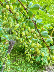  Ripe green berries on the branches of a bush in the garden