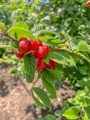 Ripe red cherries on the branches of a bush in the garden.
