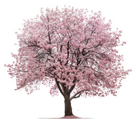Obraz premium PNG Sakura blossom tree flower plant cherry blossom.