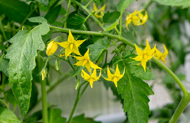  Tomato blossom.