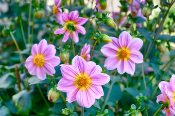 Dahlia flowers