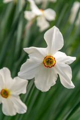Fototapeta premium White beautiful daffodils, narcissus flower.