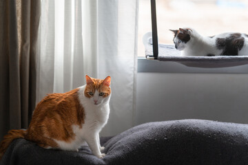 two domestic cats interact by the window