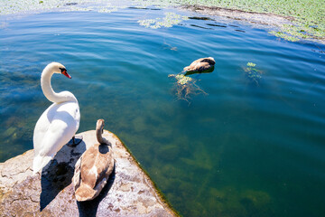 Swans resting and swimming at Lake Kastoria, Greece