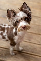 Adorable Chocomerle Yorkshire Terrier Radiating Joy